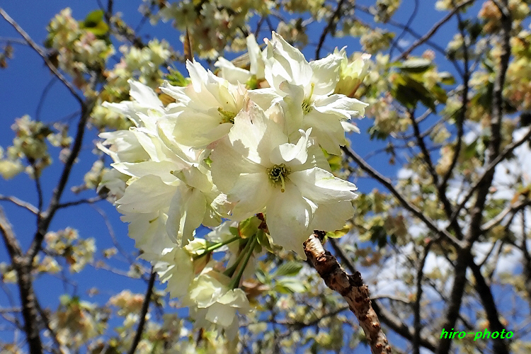 「鬱金桜 （うこんざくら）」_c0082120_16564387.jpg