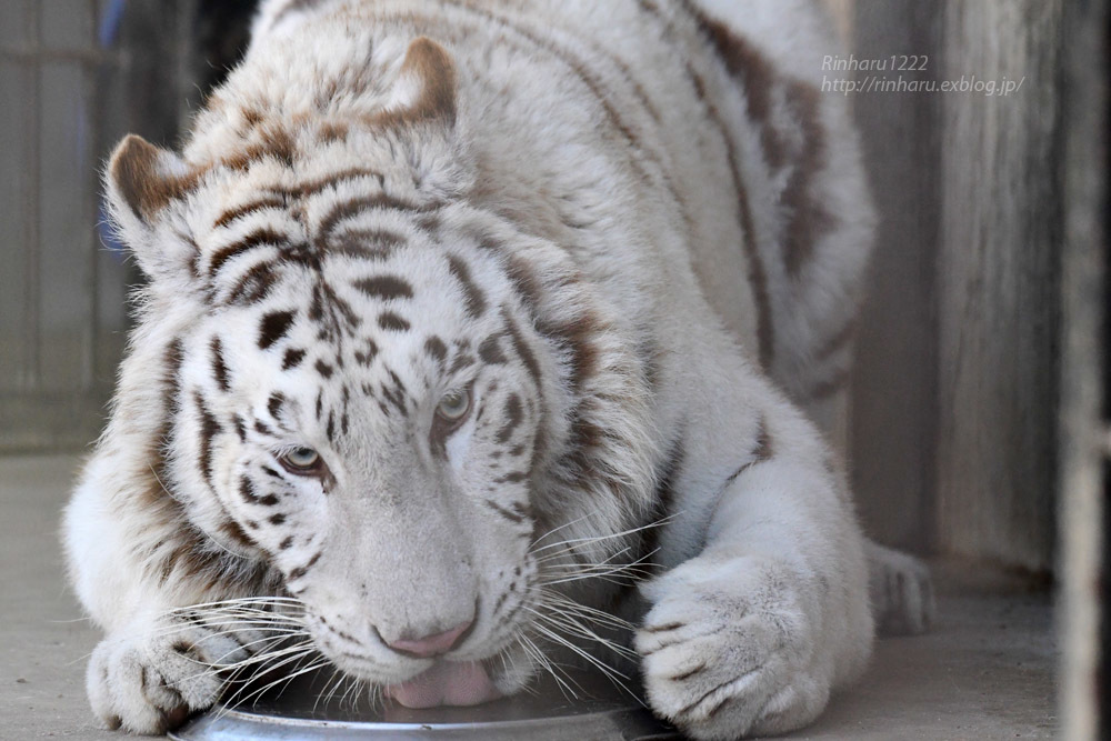 2023.4.9 宇都宮動物園☆ホワイトタイガーのイーサン送別会【White tiger】_f0250322_21323934.jpg