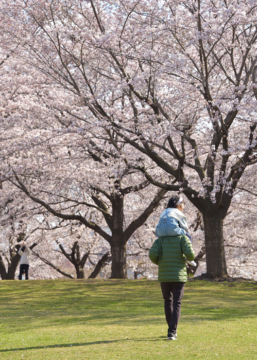 新井田公園の桜は今が見頃！_c0048667_21413782.jpg