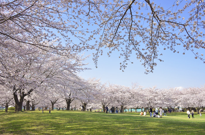 新井田公園の桜は今が見頃！_c0048667_21504218.jpg