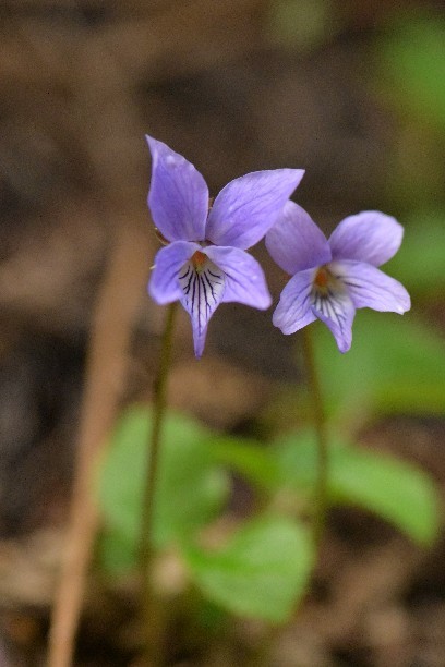 山里の花_c0152317_21051511.jpg