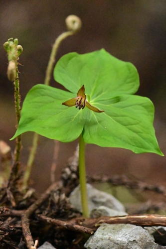 山里の花_c0152317_21053458.jpg