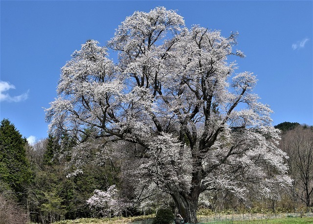 庄原市東城町　千鳥別尺・山桜_a0284558_15302981.jpg