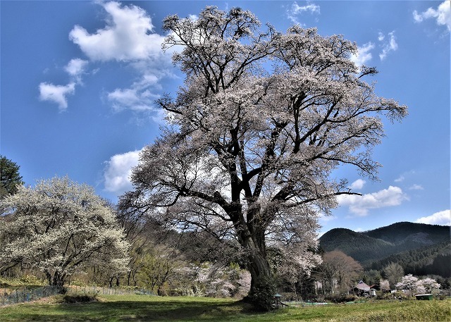 庄原市東城町　千鳥別尺・山桜_a0284558_15321559.jpg