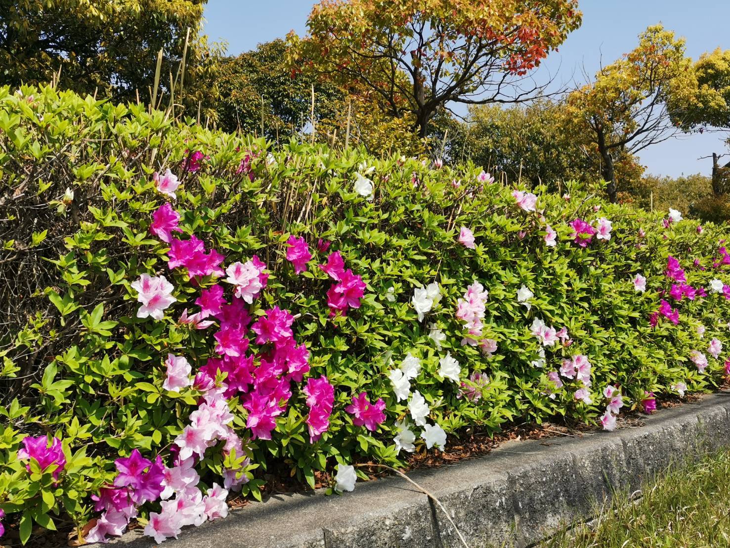 富浜緑地情報♪ヒラドツツジの花が咲いています！_d0338682_11105383.jpg
