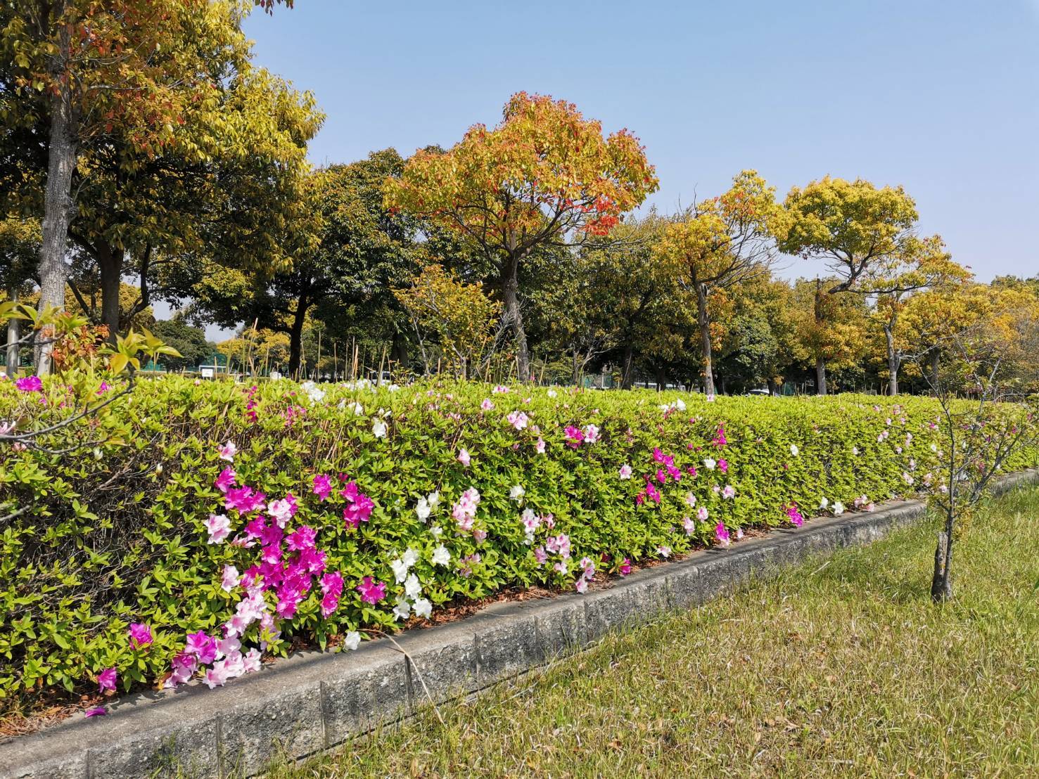 富浜緑地情報♪ヒラドツツジの花が咲いています！_d0338682_11110154.jpg