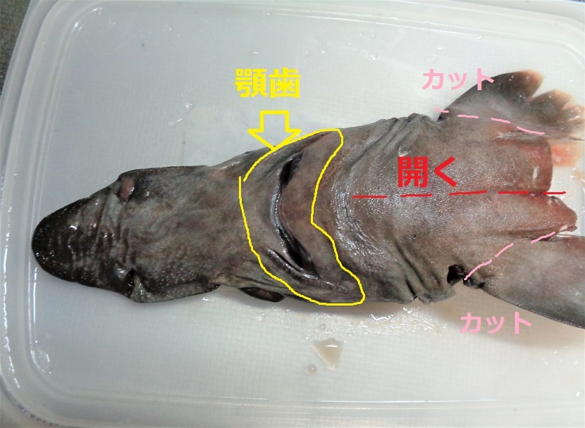 30年前のサメのヒレの標本 | nate-hospital.com