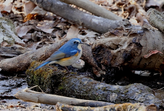 幸せの青い鳥さん「ルリビタキ」さんにも会えました(*^^*)_e0218518_23461900.jpg