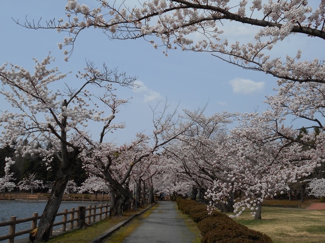 さくらパトロール2023＠猿賀公園0411_c0198781_09331671.jpg