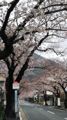 ✿2023年　近場で桜をめでる・その②_b0203919_12593875.jpg