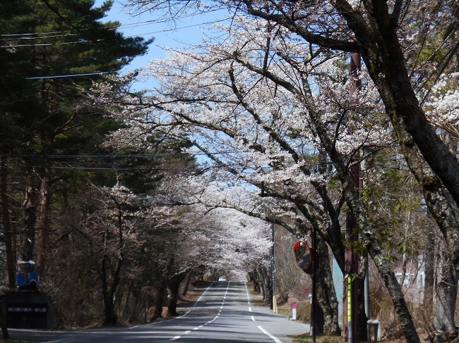 やっと春が鳴沢村にもやってきました。_d0153860_14222257.jpg