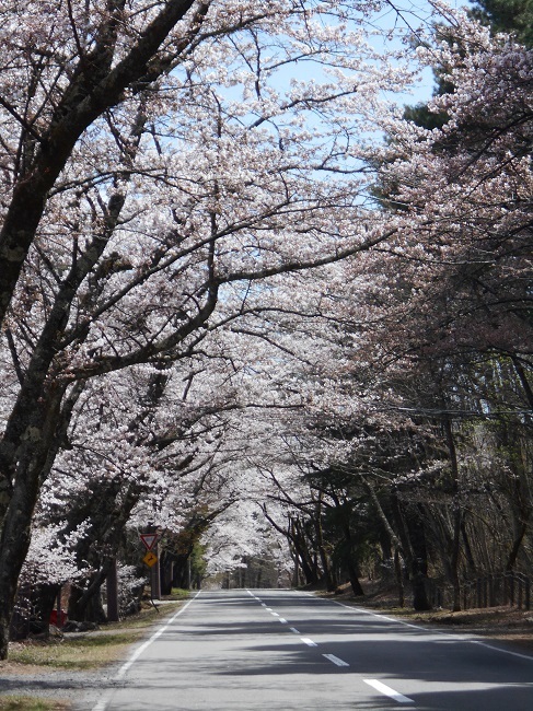 やっと春が鳴沢村にもやってきました。_d0153860_14222426.jpg
