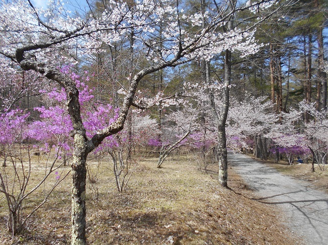 やっと春が鳴沢村にもやってきました。_d0153860_14223278.jpg
