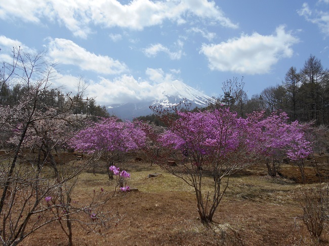 やっと春が鳴沢村にもやってきました。_d0153860_14223996.jpg