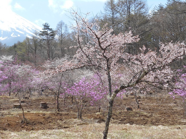 やっと春が鳴沢村にもやってきました。_d0153860_14224774.jpg