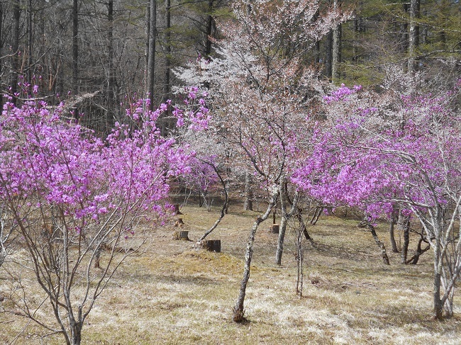 やっと春が鳴沢村にもやってきました。_d0153860_14224925.jpg