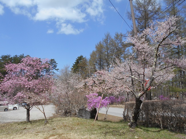 やっと春が鳴沢村にもやってきました。_d0153860_14230174.jpg
