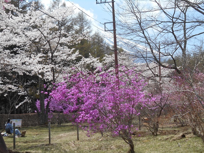 やっと春が鳴沢村にもやってきました。_d0153860_14230399.jpg
