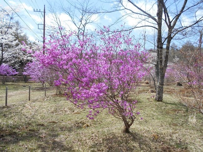 やっと春が鳴沢村にもやってきました。_d0153860_14231334.jpg