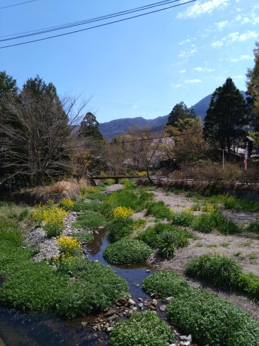 桜満開　大分へお墓参り_c0347776_21300774.jpg