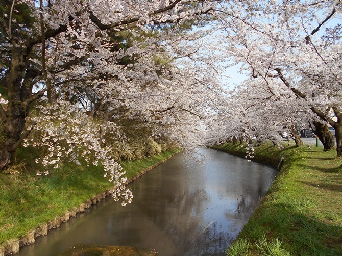 さくらパトロール2023＠弘前公園0412_c0198781_07440873.jpg