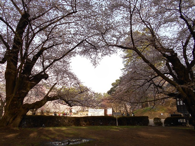 さくらパトロール2023＠弘前公園0412_c0198781_07443910.jpg