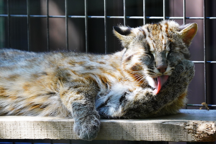 4/10 よこはま動物園ズーラシア スナップ9カット_e0011846_23023203.jpg