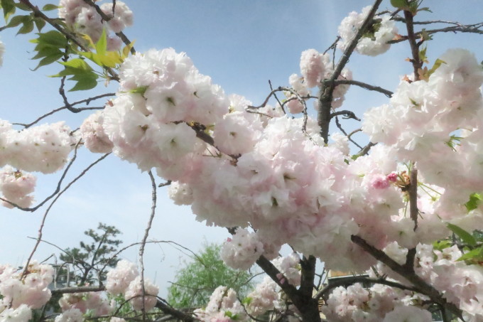 八重桜。_e0149587_14003065.jpg