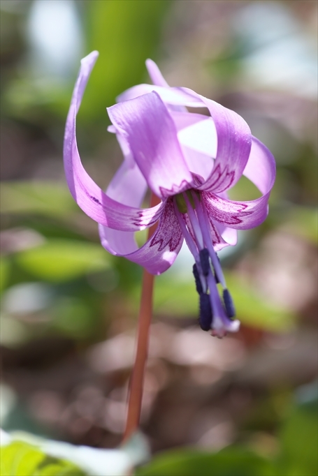 カタクリの花一気通貫_b0393210_03023139.jpg