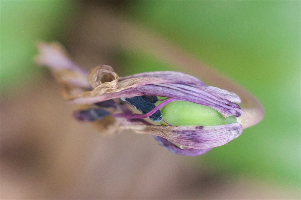 カタクリの花一気通貫_b0393210_03024572.jpg