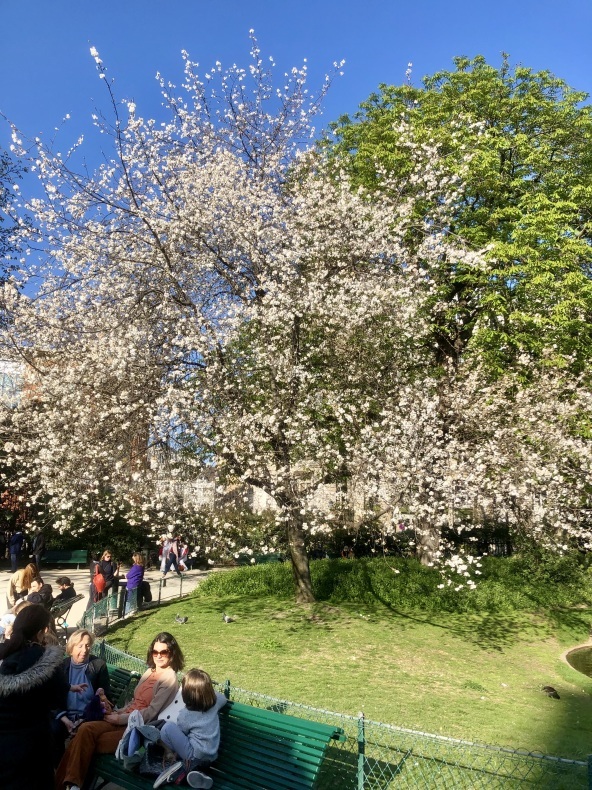 パリの桜　いろいろ　フランソワミッテラン国立図書館、マレ、ベルシー公園_a0231632_00562126.jpeg