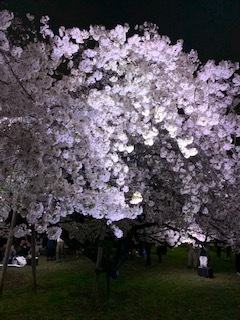 今年の桜_a0167015_20465118.jpg