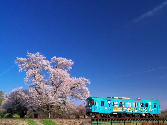 樽見鉄道と桜_f0266284_17061043.jpeg