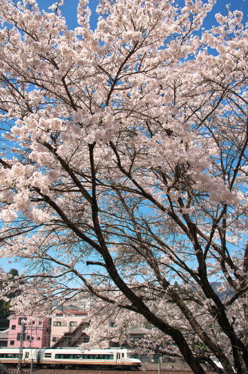 近鉄特急と桜_f0266284_23354899.jpeg