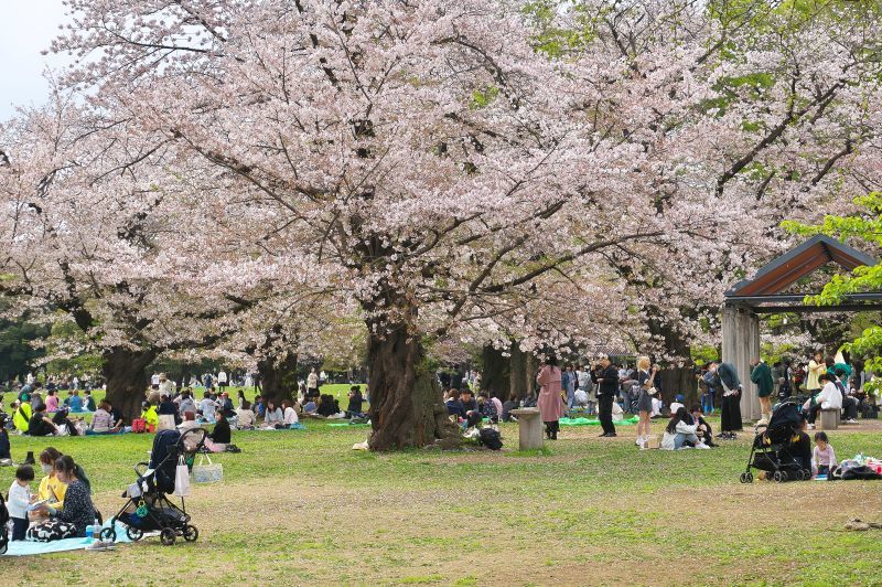 162.  代々木公園、新緑とお花見_e0405185_12242440.jpg