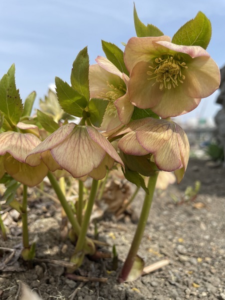 春花の開花リレーがスタートしました～_e0336214_15070012.jpg