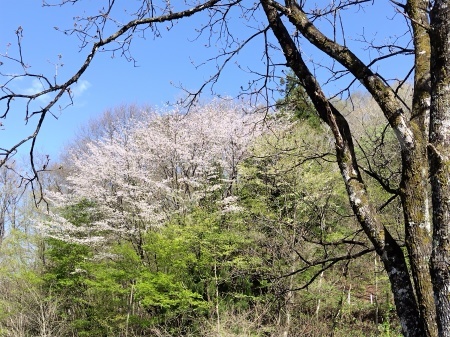 山桜　満開です。_f0114346_07340923.jpg