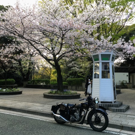 2023　SAKURA_c0217759_21584879.jpg