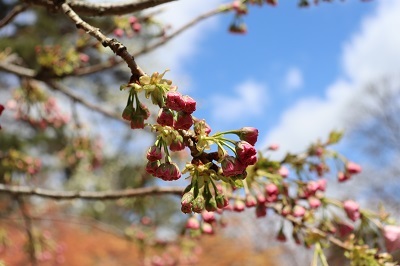 弘前さくらまつり「弘前七桜」2023.04.19_d0131668_19112345.jpg