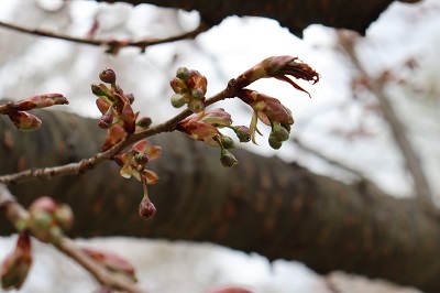 弘前さくらまつり「弘前七桜」2023.04.19_d0131668_19144614.jpg