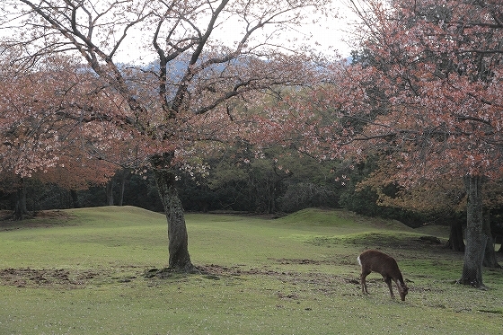 2015年の奈良公園_f0014971_23133707.jpg