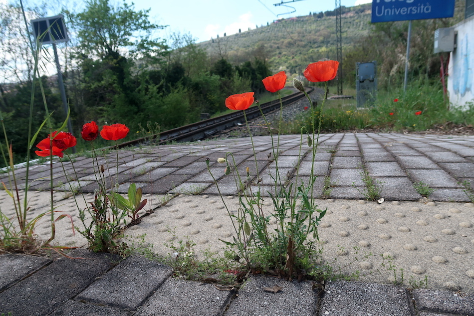 青空を映し電車ゆく駅にひなげしの花、ペルージャ_f0234936_23550340.jpg