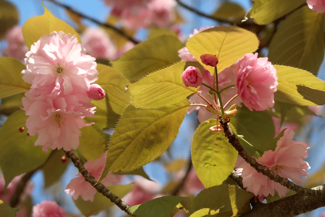 八重桜咲いてうれしいペルージャ散歩道_f0234936_22484056.jpg