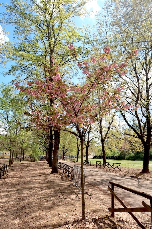 八重桜咲いてうれしいペルージャ散歩道_f0234936_23015948.jpg