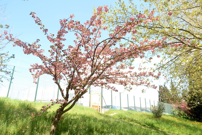 八重桜咲いてうれしいペルージャ散歩道_f0234936_23135819.jpg