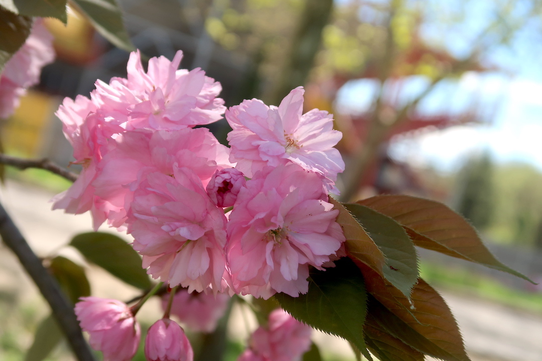 八重桜咲いてうれしいペルージャ散歩道_f0234936_23171607.jpg