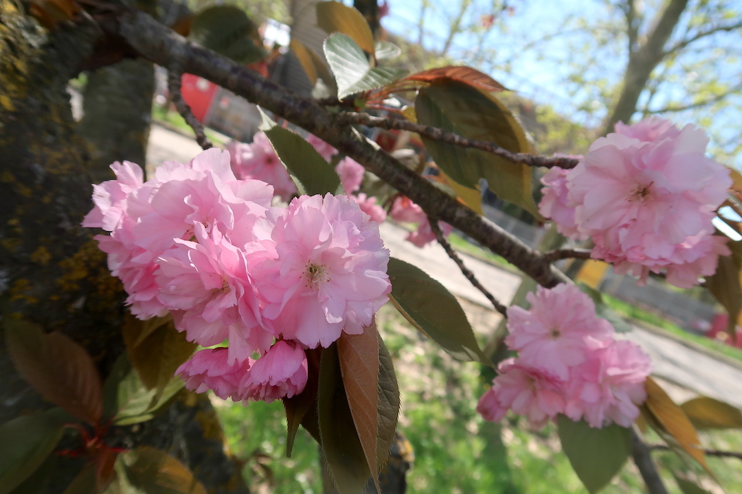 八重桜咲いてうれしいペルージャ散歩道_f0234936_23175407.jpg