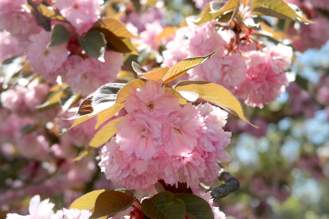 八重桜咲いてうれしいペルージャ散歩道_f0234936_23194577.jpg