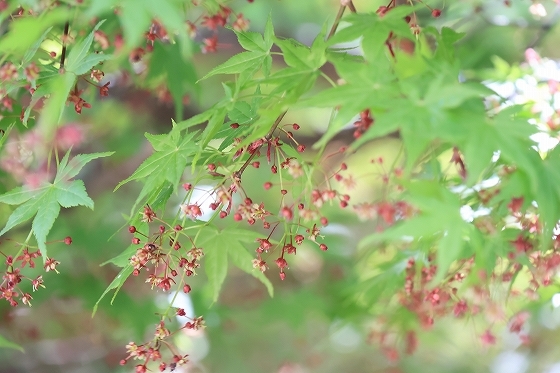 2023.4　奈良八重桜_f0014971_09544308.jpg