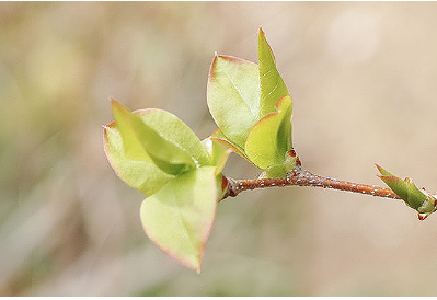  夏櫨（Vaccinium oldhamii）の若葉_c0076682_15231459.png